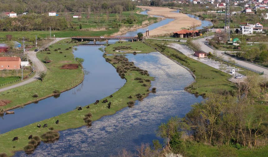 Su papatyalarıyla ünlü! Çorumlu ziyaretçilerin ilgi odağı