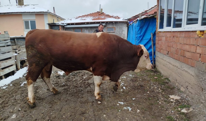 Değeri şaşırttı! 1 tonluk boğa 'Polat' satıldı!