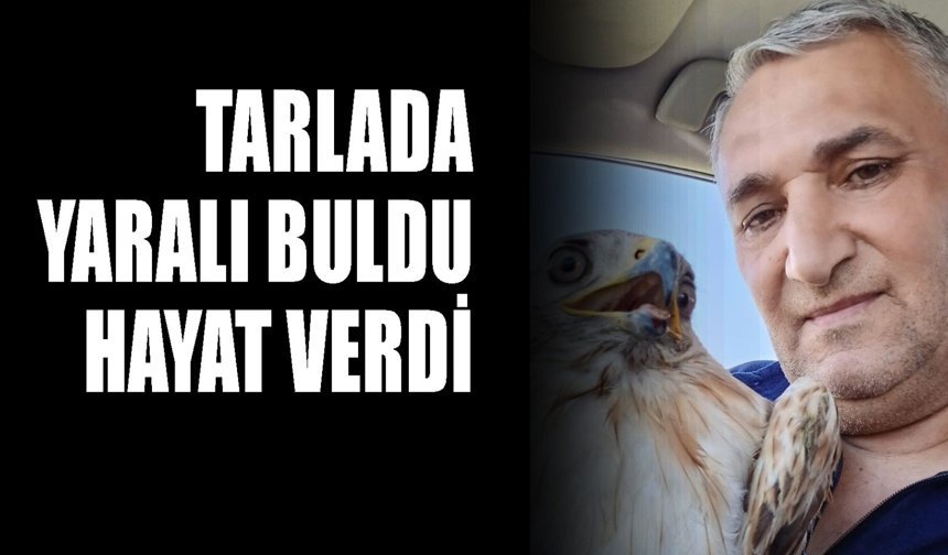Tarlada yaralı buldu, hayat verdi