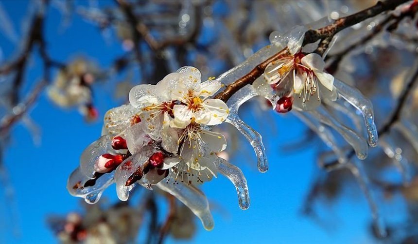 Çorum'da o tarihe dikkat: Zirai don uyarısı