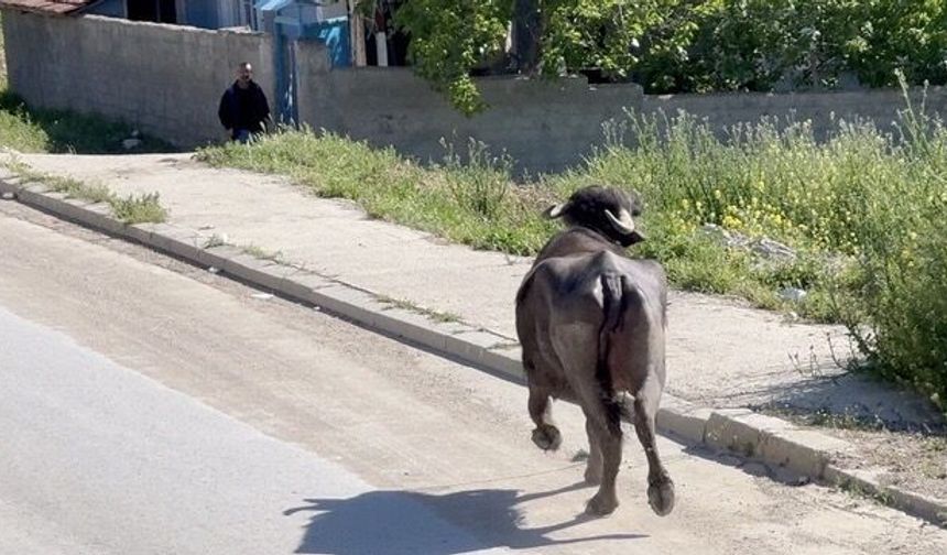 Kaçan kurbanlığın saldırısından bakın nasıl kurtuldu