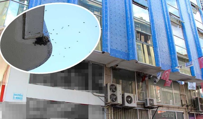 Çorum’da sokakta arı paniği: Esnaf uzaklaştırdı