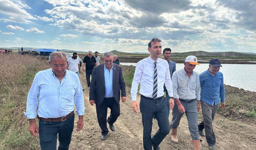 Uğurludağ’da geleneksel çeltik ekimi