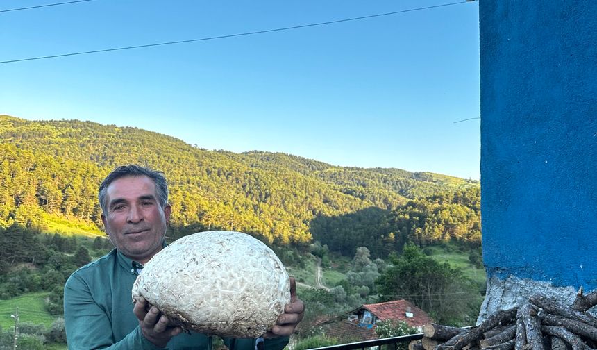 Çorum'da vatandaşın bulduğu 5 kiloluk mantar şaşırttı