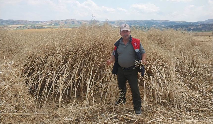Kimse bu verimi beklemiyordu! Dekardan 382 kilo çıktı