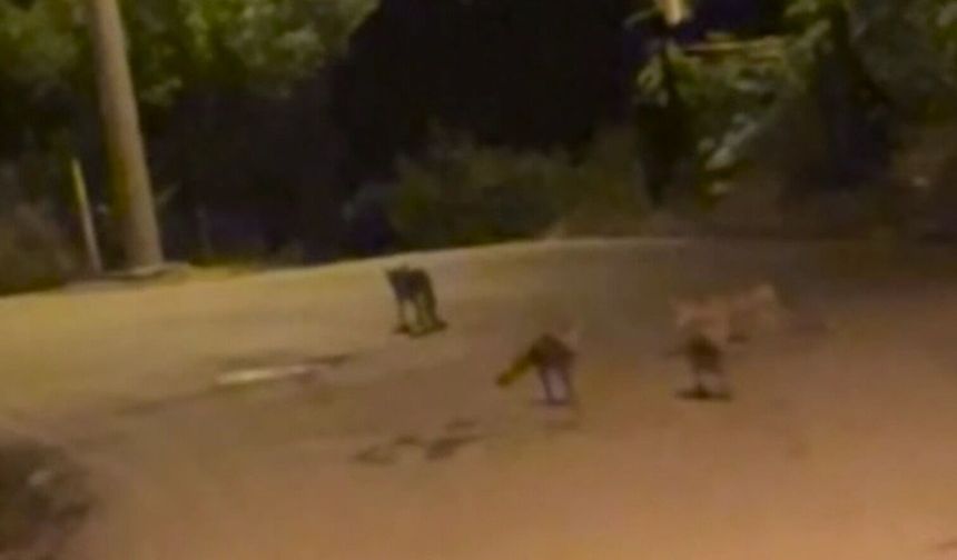 Tilki sürüsü sokağa indi! Tilkilerin oynadıkları anlar saniye saniye kaydedildi