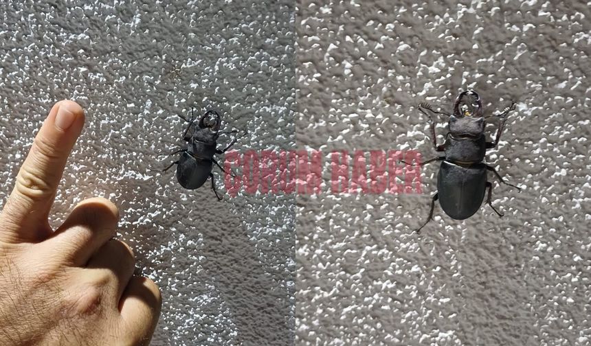 Çorum'da nesli koruma altında olan böcek görüntülendi