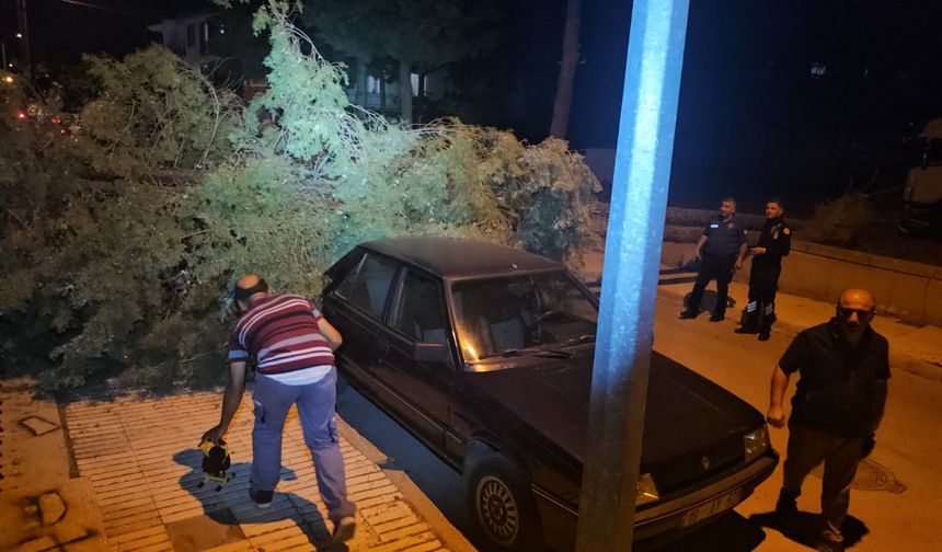 Çorum’da rüzgarın devirdiği çam ağacı park halindeki araçlara zarar verdi