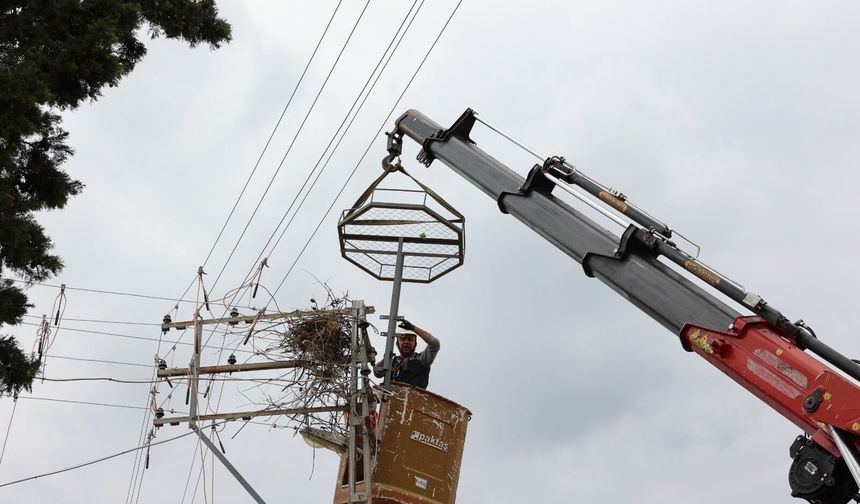 Leylekler için elektrik direklerine  yuva, kuşlar için tellere izolasyon