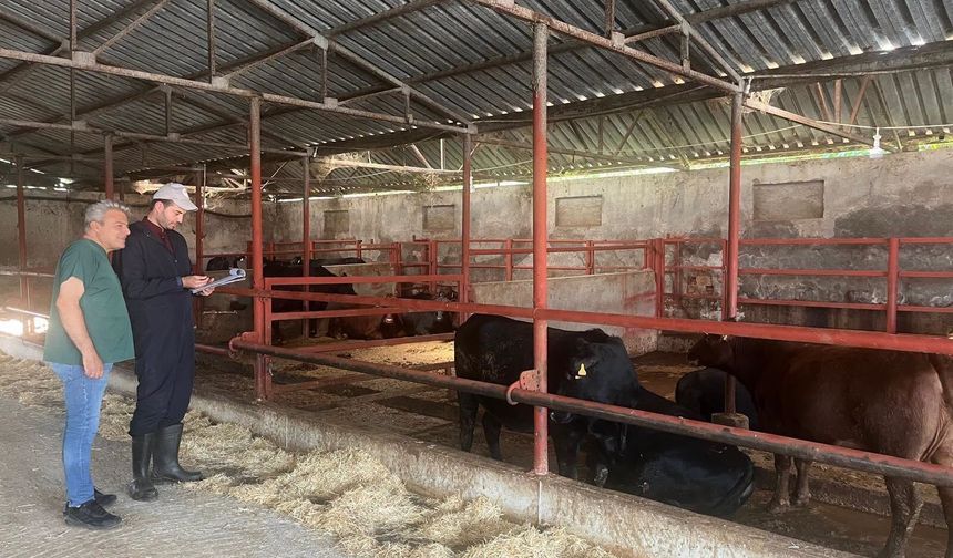 Çorum’da hayvancılığa büyük destek! Teslimatlar başladı