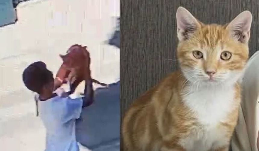 Çorum’da kaybolan kedi için çağrı: “Lütfen geri getir”