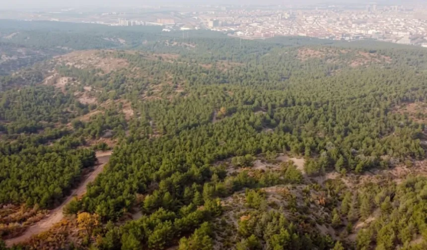 Cumhurbaşkanı Kararı ile Çorum'da bu 2 alan orman sınırları dışına çıkarıldı