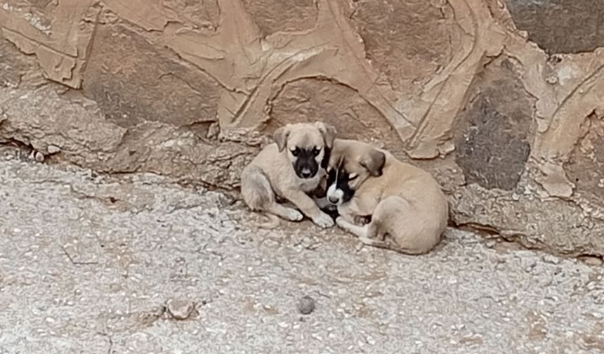 Dere yatağında 2 köpek mahsur kaldı!
