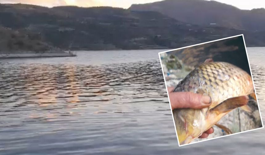 Obruk Barajı'nda yasak ağ iddiası: Yüzlerce balık telef oldu