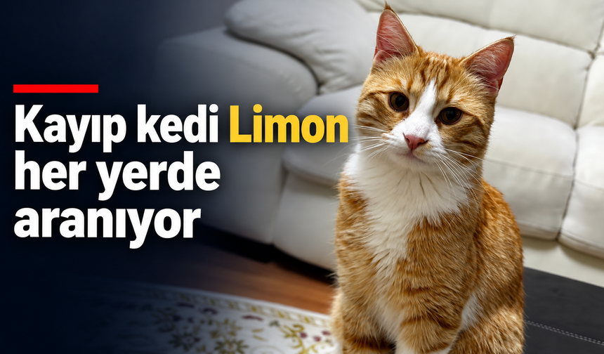 Kayıp kedi Limon her yerde aranıyor