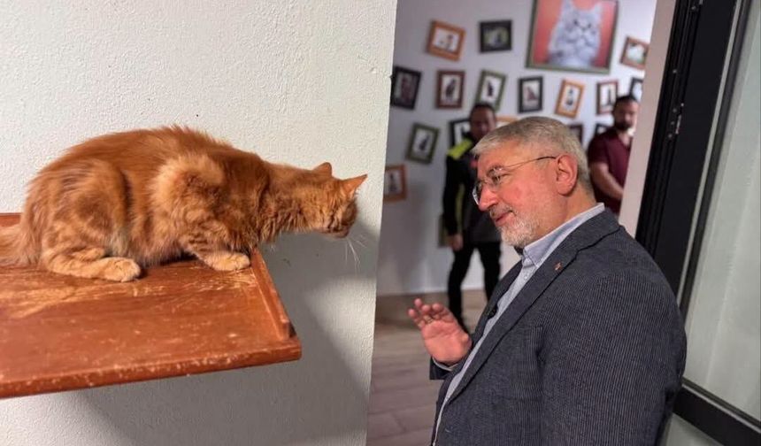 Yok böyle konfor: Çorum'un kedileri mutlu!