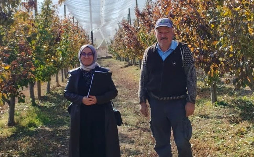 Deveci Armudu don ve  doludan etkilenmeyecek